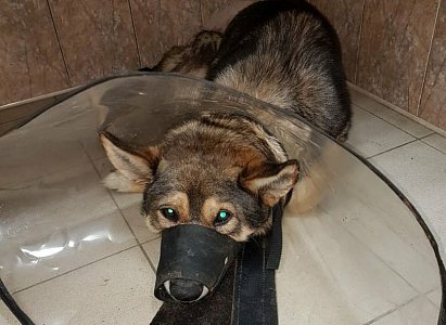 После избиения рязанского пса Мухтара полиция возбудила уголовное дело