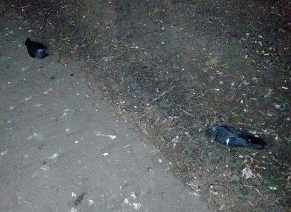Управление ветеринарии не нашло связи массовой гибели птиц в Рязани с качеством воздуха
