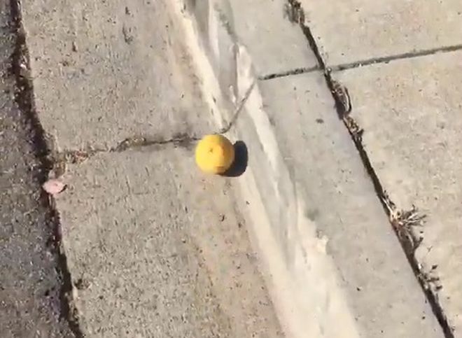 Американец снял на видео катящийся по дороге лимон и стал знаменитым (видео)