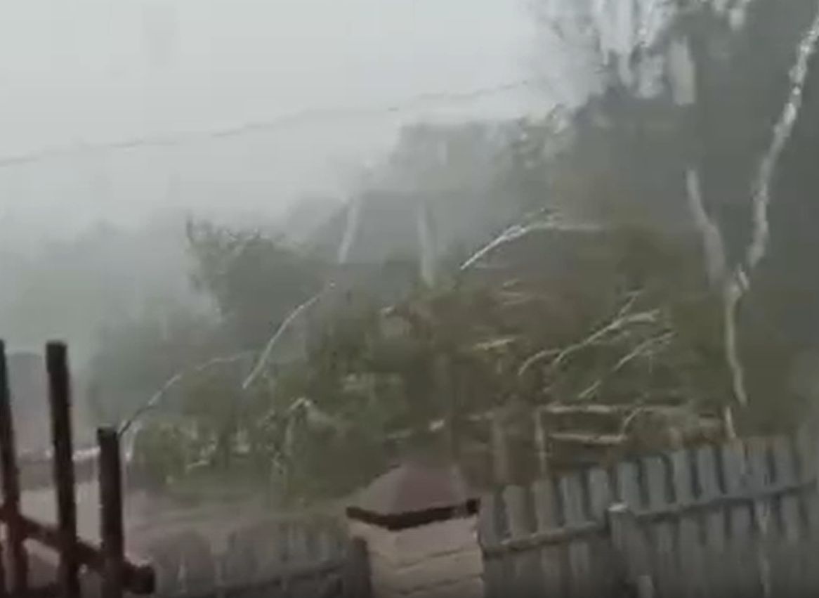 В Скопинском районе сняли на видео падение березы во время урагана