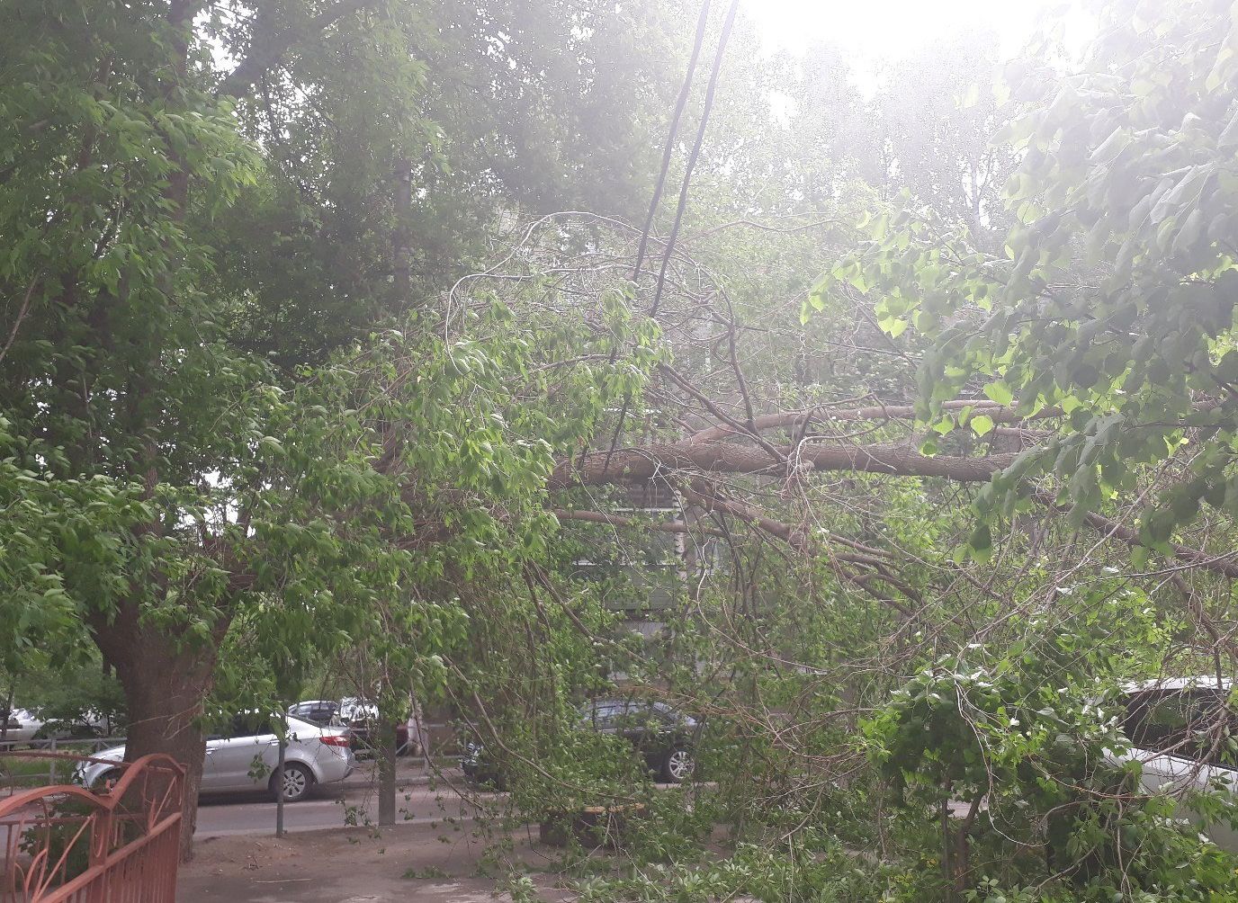 Фото: на Московском упавшее дерево повисло на проводах