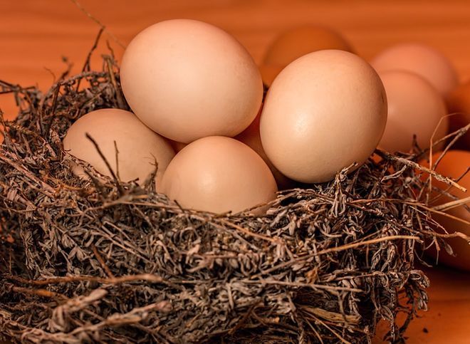 Биологи выяснили, почему у яиц есть тупой и острый конец