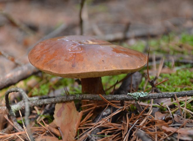 Туляки отравились грибами, собранными в Рязанской области