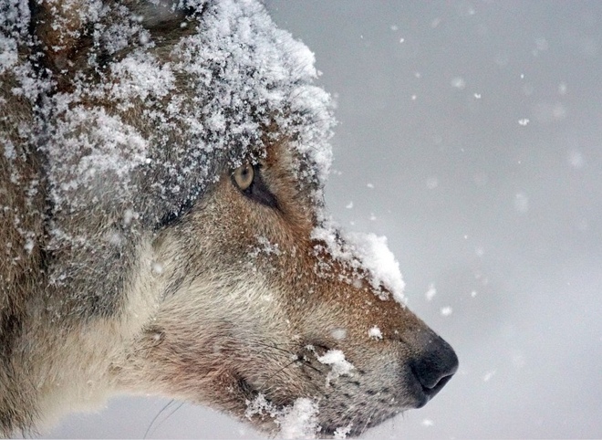 В Рязанской области волки начали близко подходить к населенным пунктам