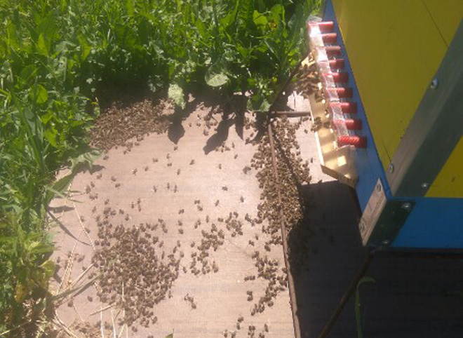 Под Рязанью массово гибнут пчелы