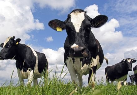 Россия запретила ввоз говядины из Румынии