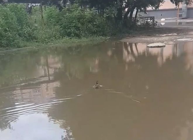 Видео: утка плавает по затопленному двору на Первомайском проспекте
