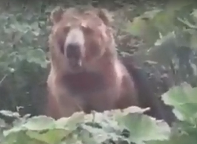 В Ермишинском районе засняли медведя