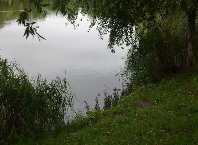 В пруду в Дашково-Песочне утонул 35-летний мигрант