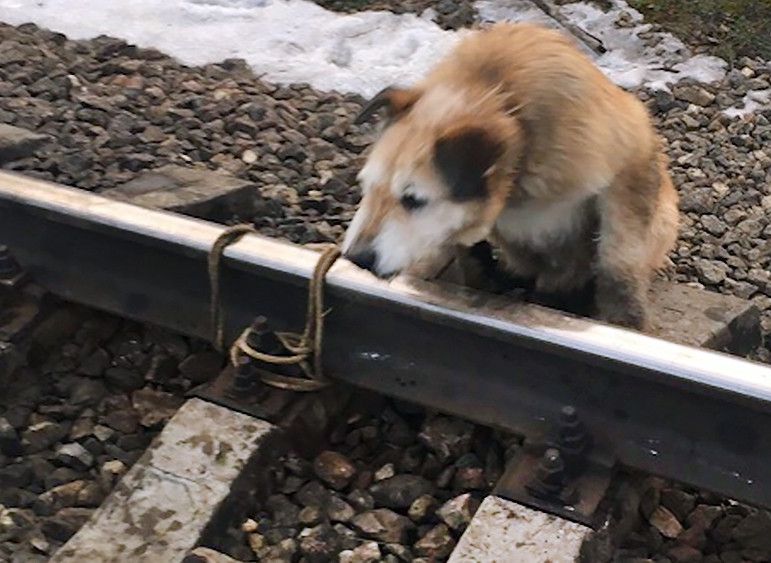 Зоозащитники нашли мужчину, привязавшего собаку к рельсам
