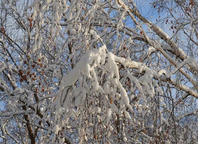В ночь на 13 января в Рязанской области похолодает до -17 °С