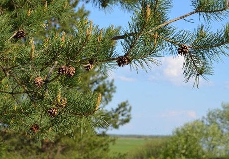 В понедельник рязанцев ожидает +28 ºС