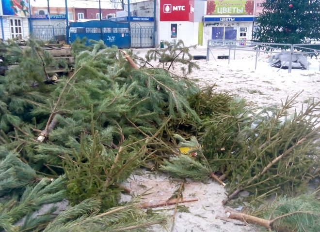 В Канищеве непроданные елки порубили на части