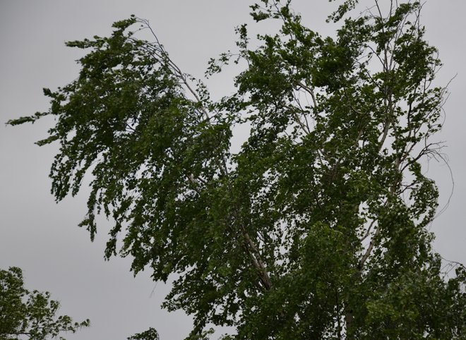 В Рязанской области ожидается сильный ветер с порывами до 17 м/с