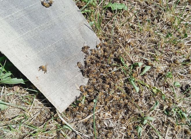 Рязанцы вновь сообщили о массовой гибели пчел