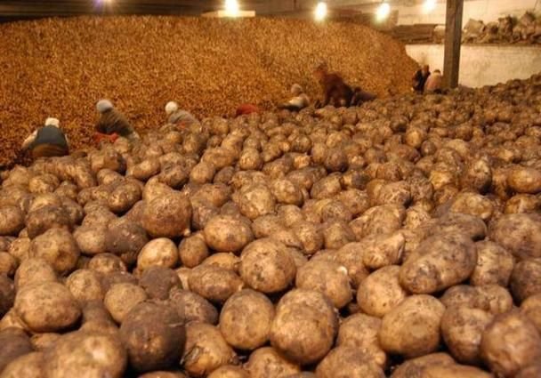 Рязанские хранилища могут вместить 111 тысяч тонн овощей
