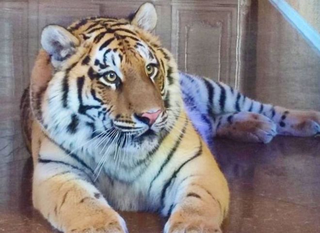 Владелец тигра, замеченного в Дягилеве, рассказал о своем питомце