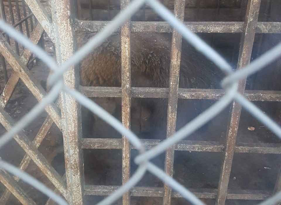 Прокуратура проверила рыбновский мини-зоопарк с «умирающим» медведем