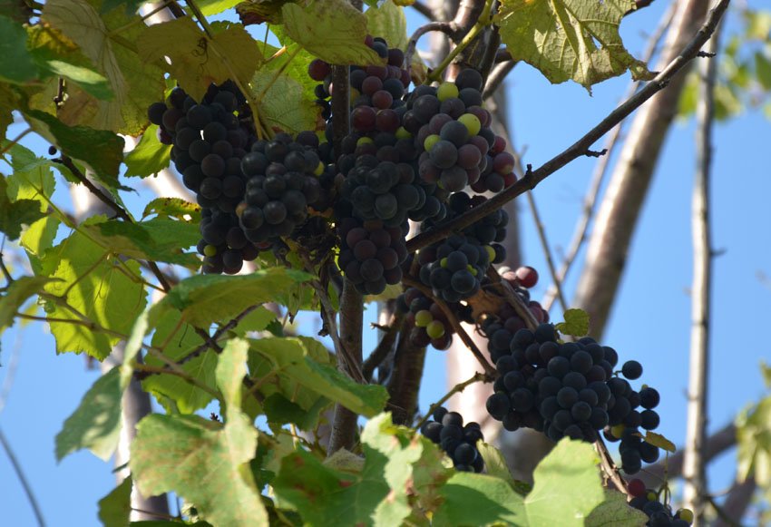 В Рязани раздавили 13 ящиков винограда