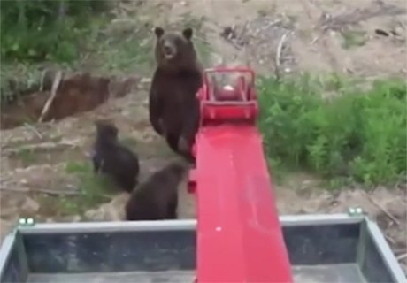 Медведица напала на рабочих на грузовике (видео)