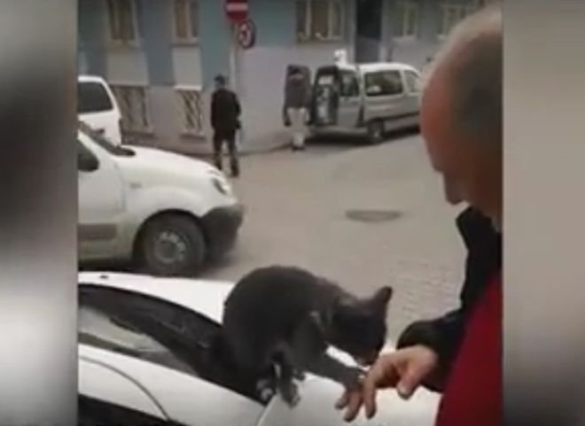 Видео: в Италии бездомная кошка выпрашивает ласку у водителя