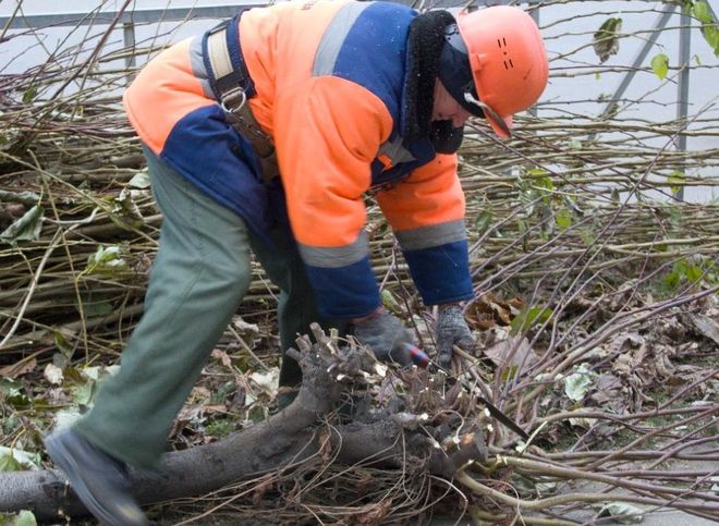 В 2022 году дирекция благоустройства Рязани планирует валку 1 200 аварийных деревьев