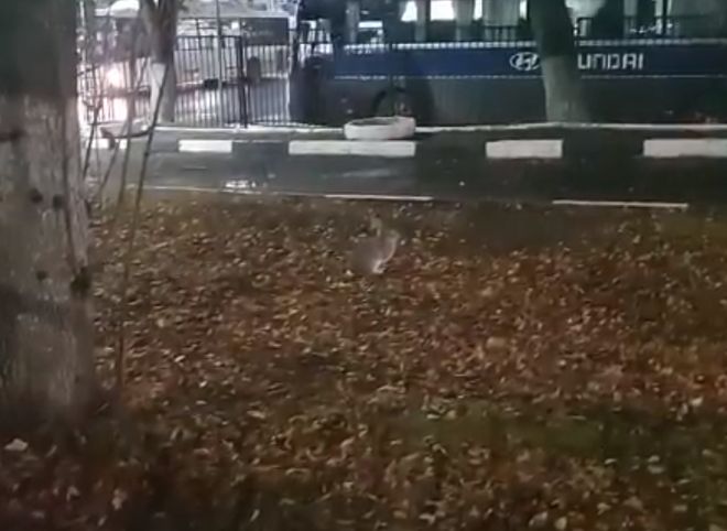 У Центрального автовокзала засняли зайца