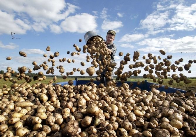 В Рязани выросли цены на картофель и мясо