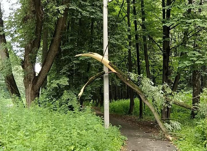 В Лесопарке упавшее дерево повисло на проводах