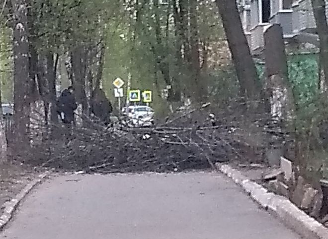 Рязанка пожаловалась на оставленные на тротуаре после спила деревьев ветки