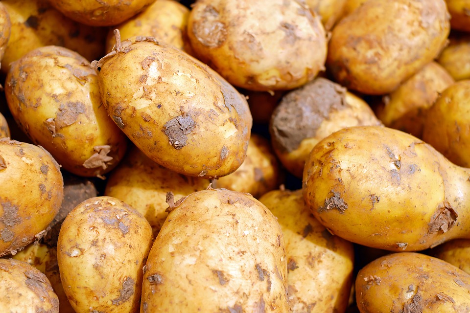 Россельхознадзор опроверг слухи о запрете дачникам сажать картошку