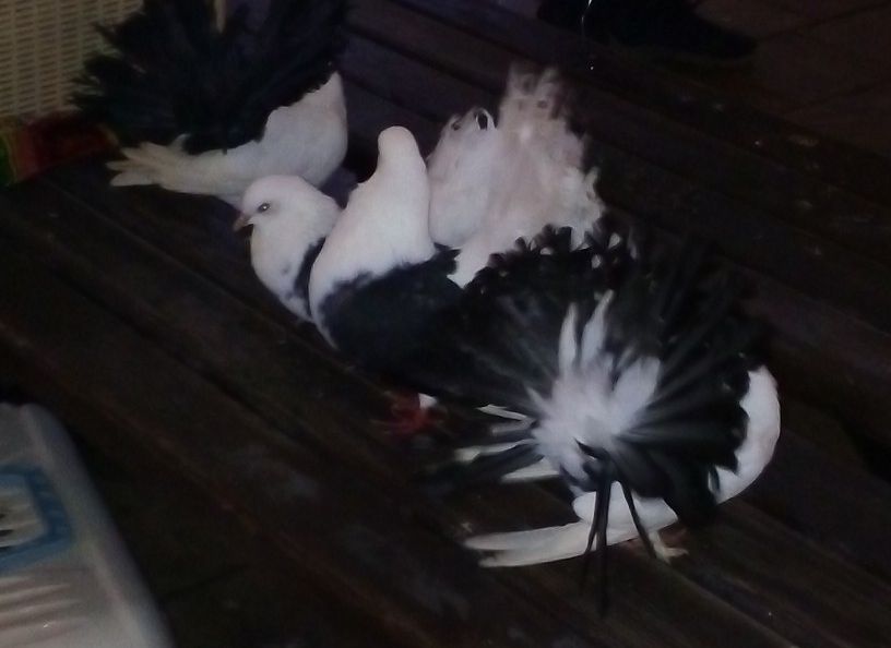 Рязанцы пожаловались на «развод с голубями» в центре города