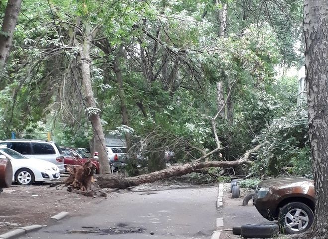 Во дворе на улице Тимуровцев ночью упало дерево