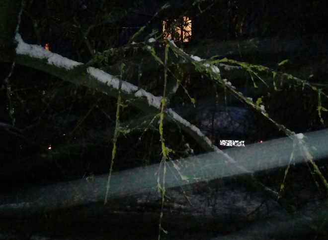 В Рязани из-за снега деревья упали на припаркованные автомобили