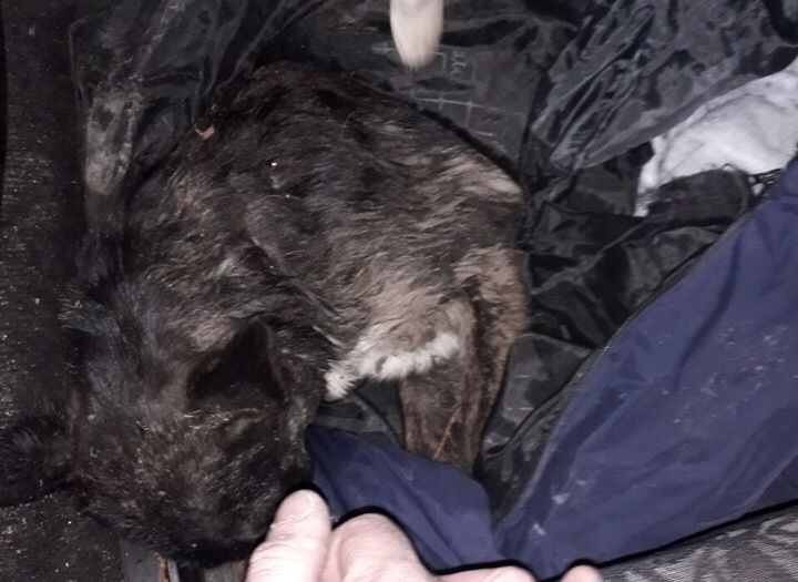В Лесопарке обнаружили закопанную живьем собаку