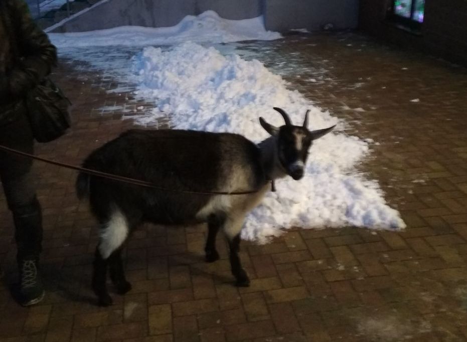 Фото: в Рязани у магазина выгуливают козу