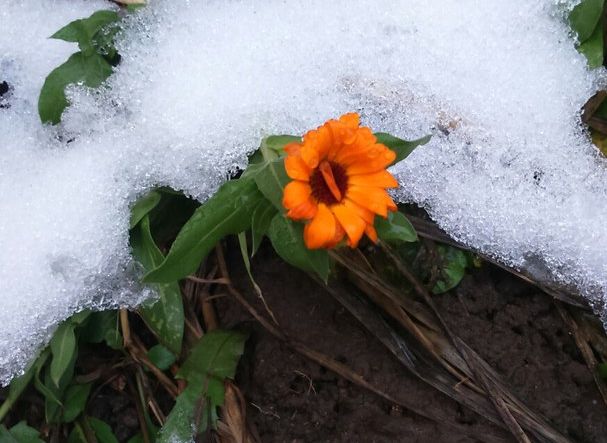 Фото: в Рязани в конце декабря распустился цветок и выросли грибы