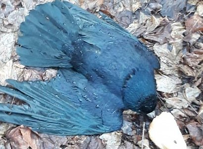 Названа причина массовой гибели птиц на улице Белякова