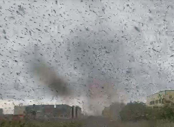 На Камчатке сняли на видео «смерч» из комаров