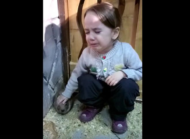 Видео: девочка хочет забрать кролика из рязанского контактного зоопарка