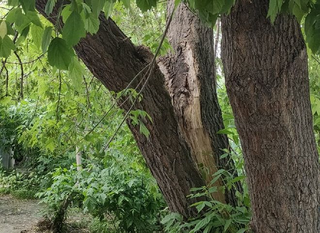 Рязанцы рассказали об угрожающем рухнуть дереве