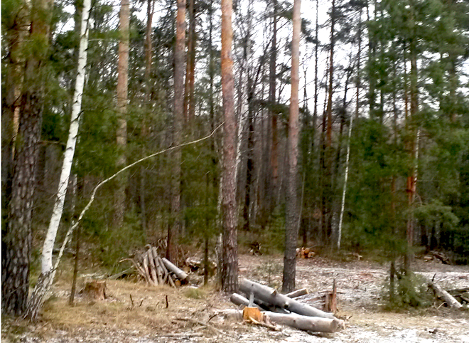 В Рязанской области полицейские пресекли незаконную вырубку леса