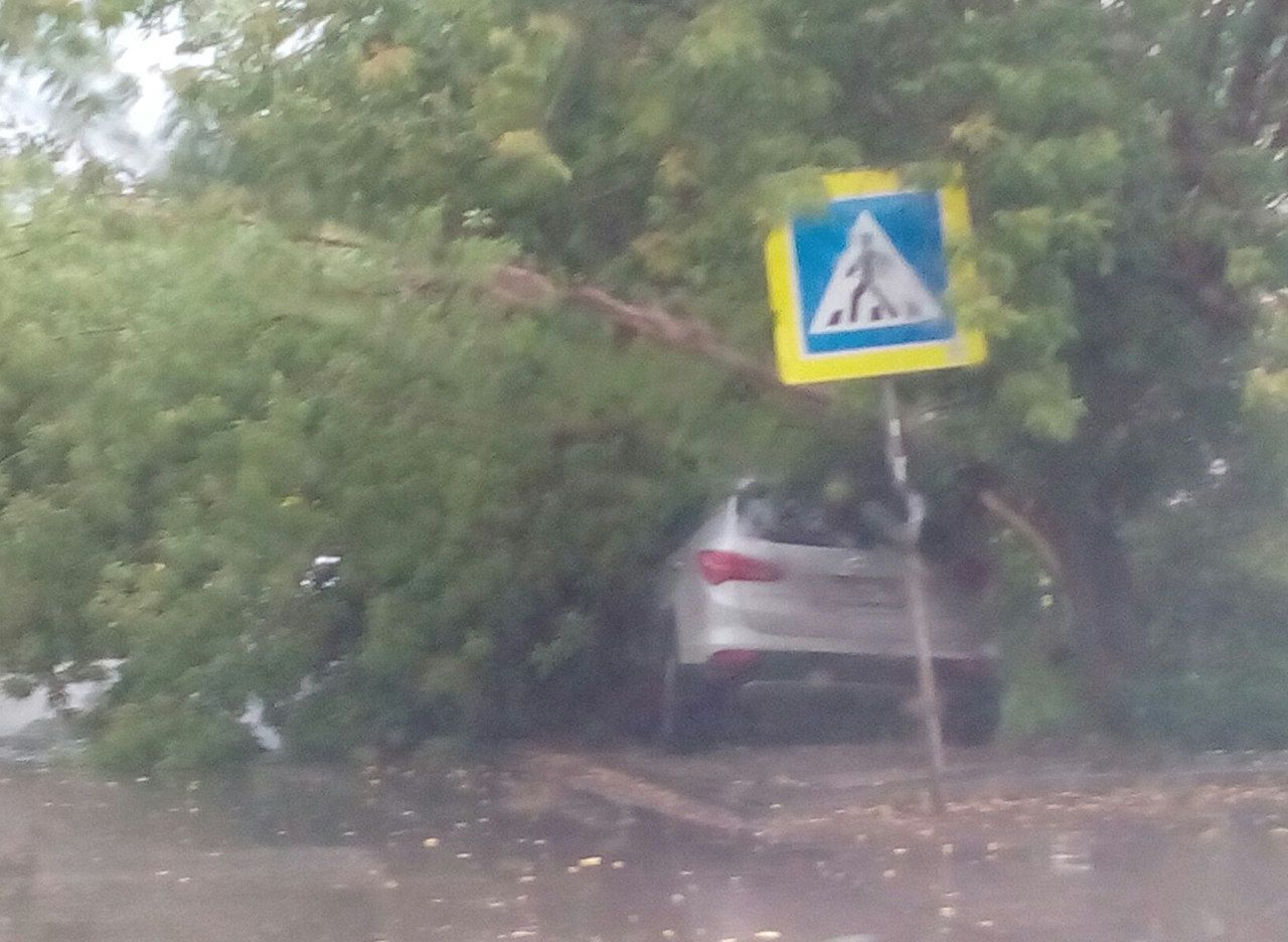 Фото: на Московском дерево упало на автомобиль