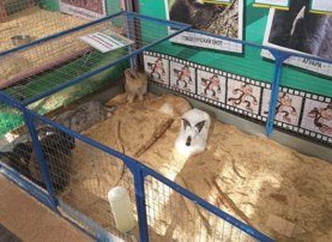 В Рязани на передвижной выставке животных выявили нарушения