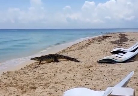 Крокодил навел панику на пляже в Мексике (видео)