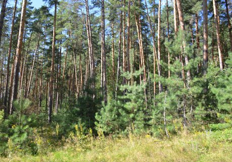 Касимовский дровосек заплатил 400 тыс. за вырубку деревьев