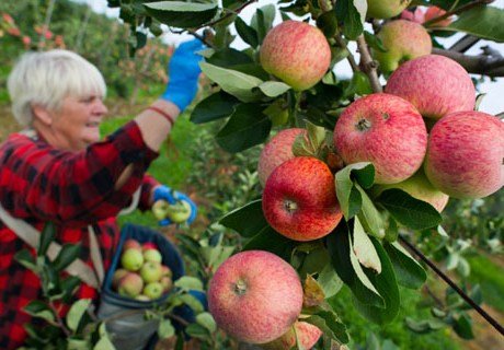 В двух районах Рязанской области собрали 915 тонн яблок