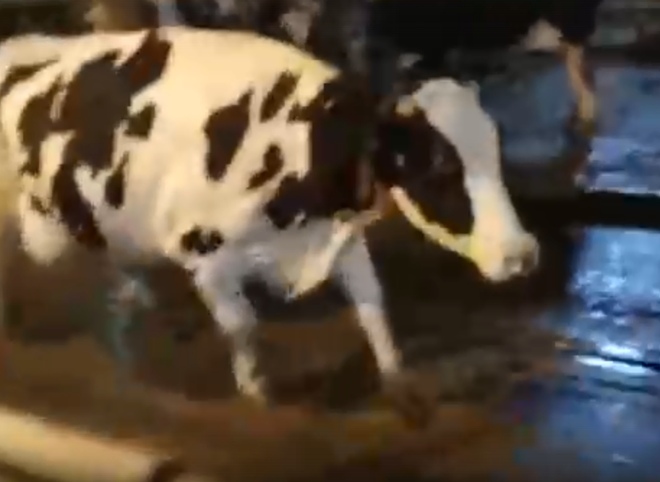 В Рыбновском районе засняли танцующую корову