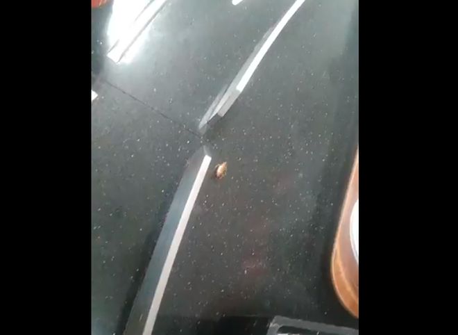 В столовой гипермаркета «Глобус» засняли таракана