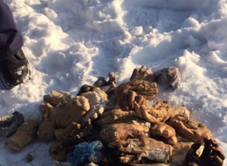 СК: найденные в Хабаровске отрезанные кисти не имеют криминального происхождения